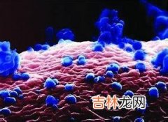 美科学家发现禽流感攻击人类机制