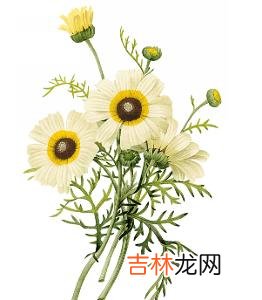 中医美白首选洋甘菊