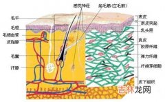 免疫力是皮肤的最好医生