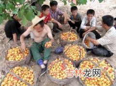 专家定制六条抗衰食谱