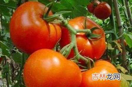 令肌肤自然光泽的蔬果食品