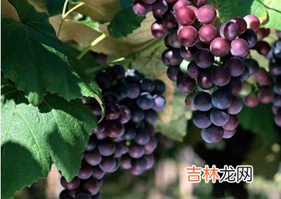 排毒又養顔評價美食