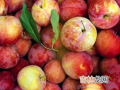 美女明星的終極美容食物