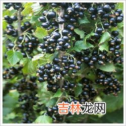 远离老化食物大全