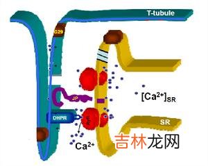 这些毛病易致钙流失