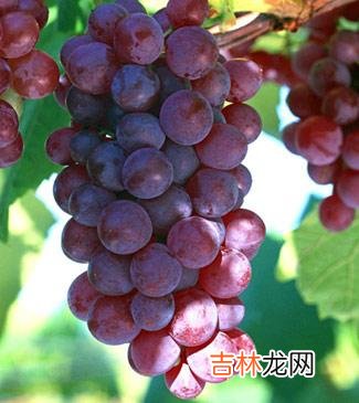 用保湿水果来护肤