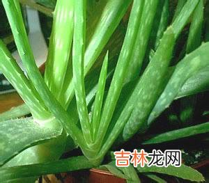 美容的护肤鲜芦荟治晒伤