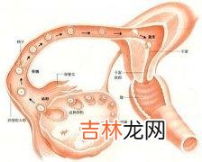 生殖器结核容易误诊疾病