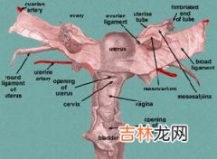 卵巢切除后咋还痛谈谈残余卵巢综合征