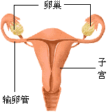 引起子宫增大的疾病有