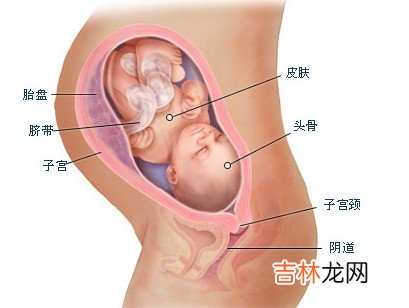 孕期各月胎儿发育有哪些特征