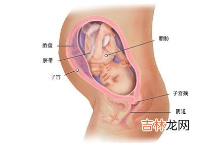 受孕后几天的饮食对胎儿健康影响巨大