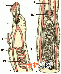 日本女青年崇尚寄生单身