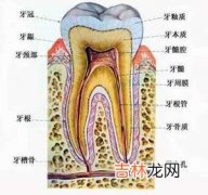 牙本质过敏时怎么办