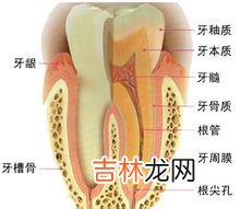 什么是根尖周围组织病其发病原因是什么