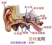 外耳道疖肿的主要临床表现和治疗方法是什么