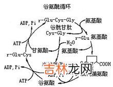 氨酰基脯氨酸二肽酶缺乏症的诊断和治疗