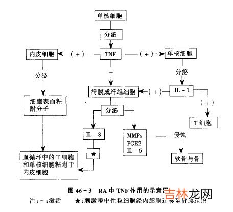 成纤维细胞与纤连蛋白粘附及其诱导的酪氨酸磷酸化蛋白