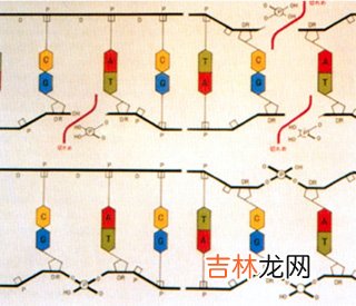 连接酶链反应用于淋病的诊断