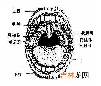 怎樣進行口咽部檢查