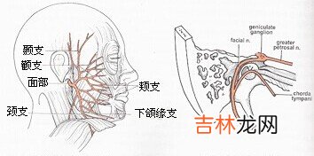 贝尔面瘫的发病原因是什么