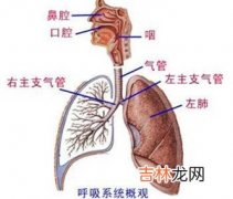 气管支气管异物的种类有哪些