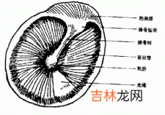 怎样检查外耳道及鼓膜