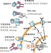 进行期银屑病患者皮损中胰岛素样生长因子Ⅰ受体蛋白与mRNA的表达