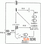 聚合酶链反应检测单纯疱疹病毒糖蛋白G基因片段