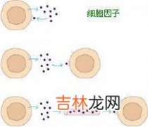 长波紫外线照射对培养的正常人黑素细胞增殖及黑素合成的影响