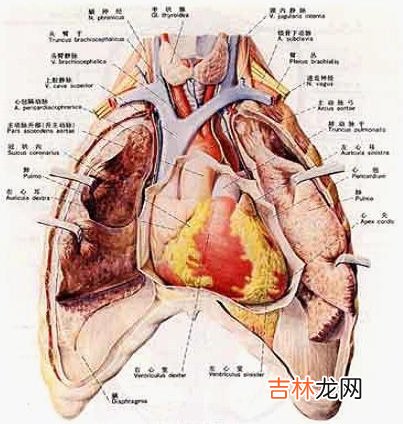 急性声嘶的临床表现及治疗怎样