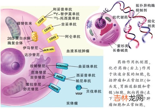 特非那丁致严重心脏毒性反应一例