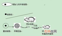 绿色荧光蛋白基因转染角质形成细胞的瞬时表达检测