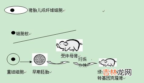 绿色荧光蛋白基因转染角质形成细胞的瞬时表达检测