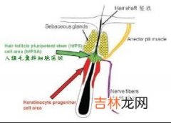 分段毛囊上皮细胞增生能力比较