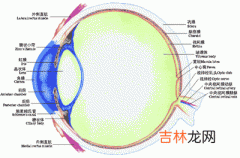 眼的调节功能是什么