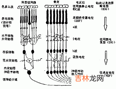 视觉电生理检查的临床意义是什么