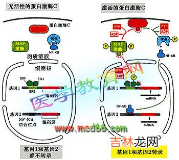 蛋白激酶C在银屑病发病中的意义