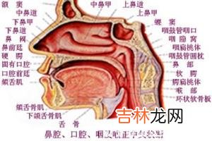 鼻腔的嗅觉是怎样产生的