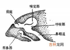 鼻周围分布着哪些主要器官