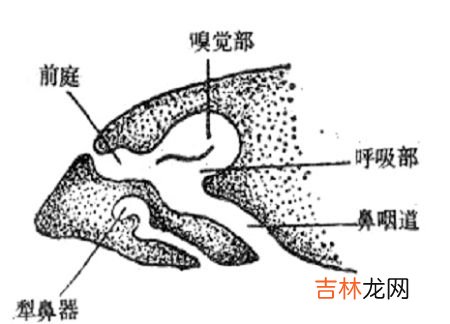 鼻周围分布着哪些主要器官