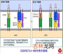 痤疮患者外周血白细胞雄激素受体的测定