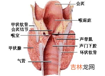 喉癌的发病原因及临床表现是什么