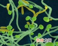 中国合肥与日本新潟两地白念珠菌分离株的生物学特性比较