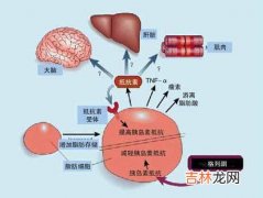 系统性红斑狼疮并胰岛素自身免疫综合征一例