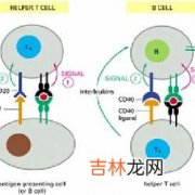 系统性红斑狼疮患者白介素8和肿瘤坏死因子α水平的检测