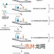 系统性红斑狼疮患者外周血单一核细胞中Tc型细胞因子的表达