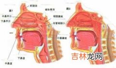 萎缩性鼻炎的主要症状有哪些