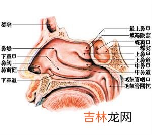 哪些局部原因可导致鼻出血