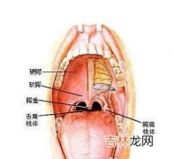 咽淋巴组织的特殊作用是什么